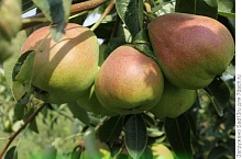 Груша 'Бере Русская'