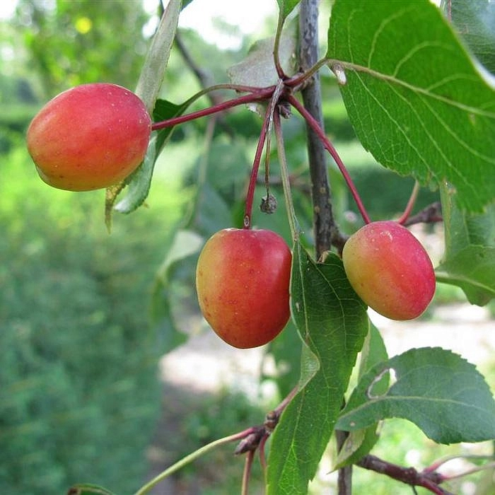 Яблоня декоративная 'Рудольф' Яблоня декоративная 'Рудольф'