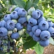 Голубика высокорослая 'Бонус'