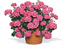 Пеларгония плющелистная 'Викки' (розовая)