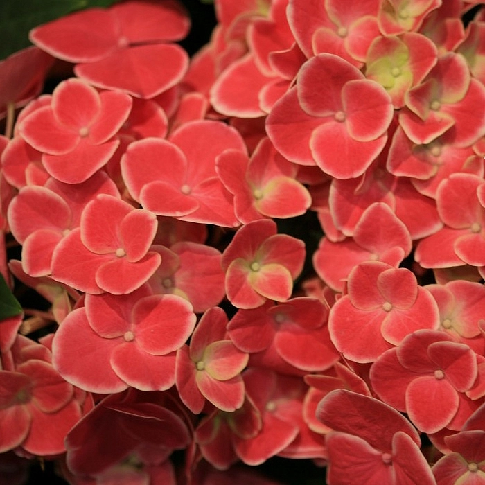 Гортензия крупнолистная красная