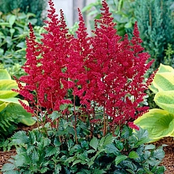 Астильба Арендса 'Бургунди Рэд'