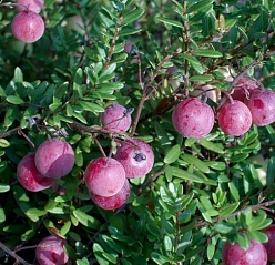 Клюква крупноплодная 'Эрли Блэк'