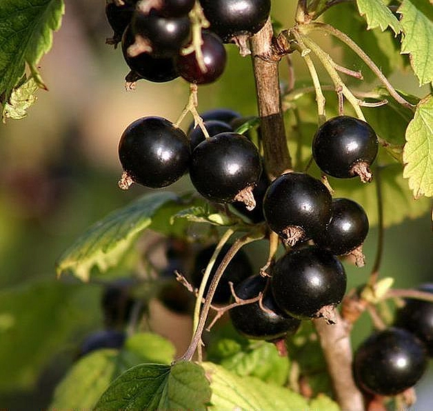 Смородина Титания (черная)