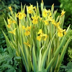 Ирис болотный (аировидный) ‘Вариегата’ Ирис болотный (аировидный) ‘Вариегата’