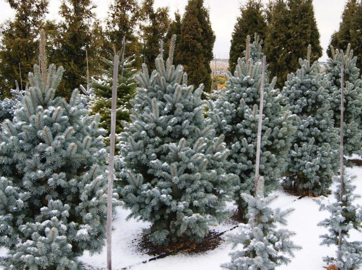 Ель колючая 'Ретрофлекса'