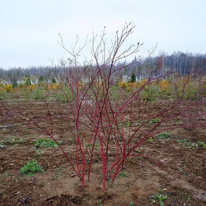 Дерен белый