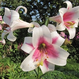 Лилия 'Триумфатор' (розово - белая)