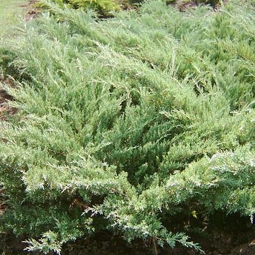 Можжевельник пфитцериана 'Пфитцериана Глаука'