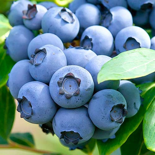 Голубика высокорослая 'Санрайз'