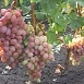 Виноград Водограй