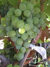 Виноград 'Ритон'