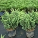 Можжевельник китайский 'Блау'