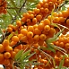 Облепиха 'Янтарная'