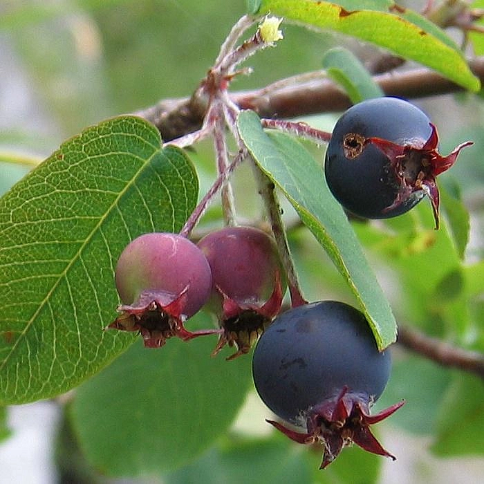 Ирга круглолистная