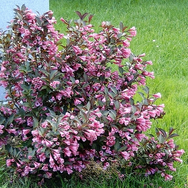 Вейгела цветущая 'Розеа'