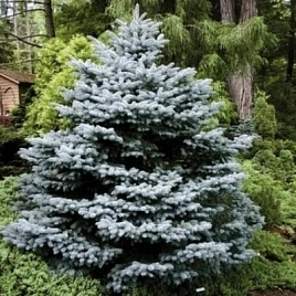 Ель колючая 'Монтгомери'