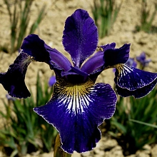 Ирис сибирский 'Рафлс Плюс'
