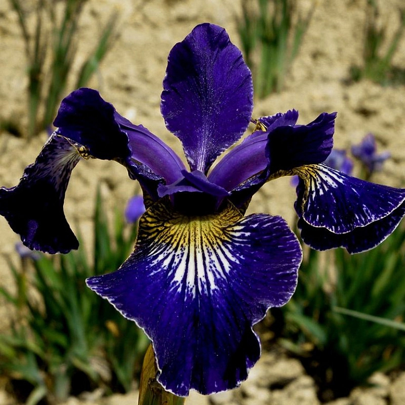 Ирис сибирский 'Рафлс Плюс'