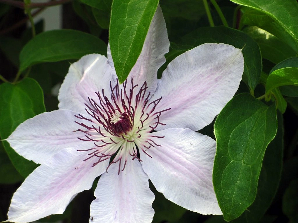 Клематис 'Мисс Бейтман'