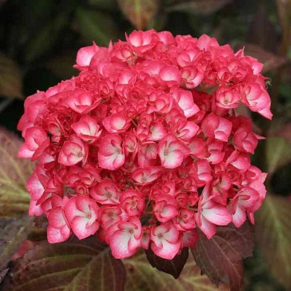 Гортензия крупнолистная 'Рипл'