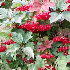 Калина плодовая 'Рубиновый кулон'