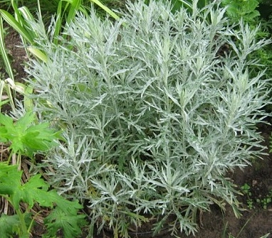 Полынь Людовика