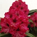 Рододендрон гибридный 'Мари Форте' (винно-красный)