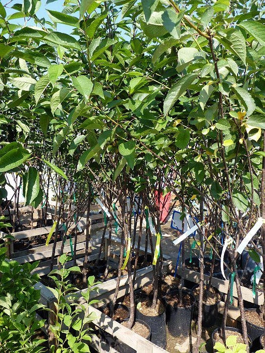 Вишня обыкновенная 'Тургеневская' Вишня обыкновенная 'Тургеневская'