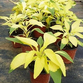 Амарант Трехцветный Аурора