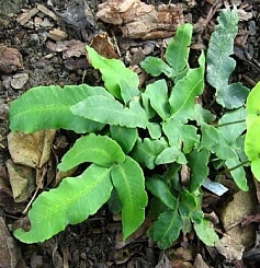 Щитовник(папоротник) Зибольда