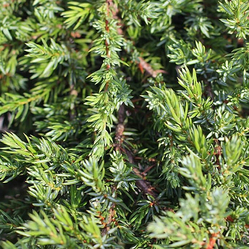 Можжевельник обыкновенный Грин Мантл (Green Mantle)