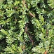 Можжевельник обыкновенный Грин Мантл (Green Mantle)