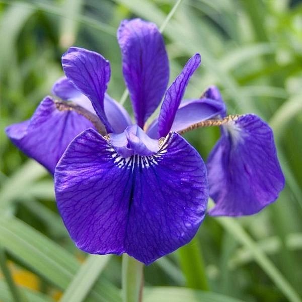 Ирис сибирский 'Блю Кинг'