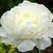 Пион молочноцветковый 'Сноу Суприм' (белый)