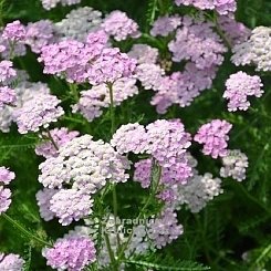 Тысячелистник обыкновенный (парковый) 'Эпплблоссом'