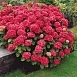 Гортензия крупнолистная 'Ред Энджел'
