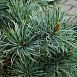 Сосна мелкоцветковая 'Негиши'