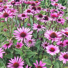Эхинацея пурпурная 'Бравадо Роуз'