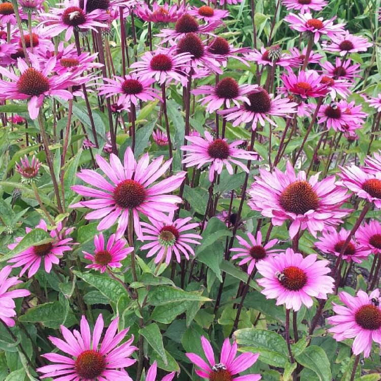 Эхинацея пурпурная 'Бравадо Роуз'