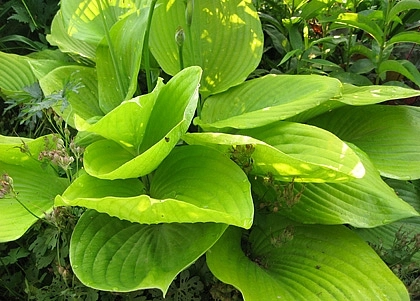 Хоста гибридная 'Сам энд Сабстенс'