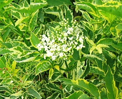 Бузина черная 'Мaдонна'