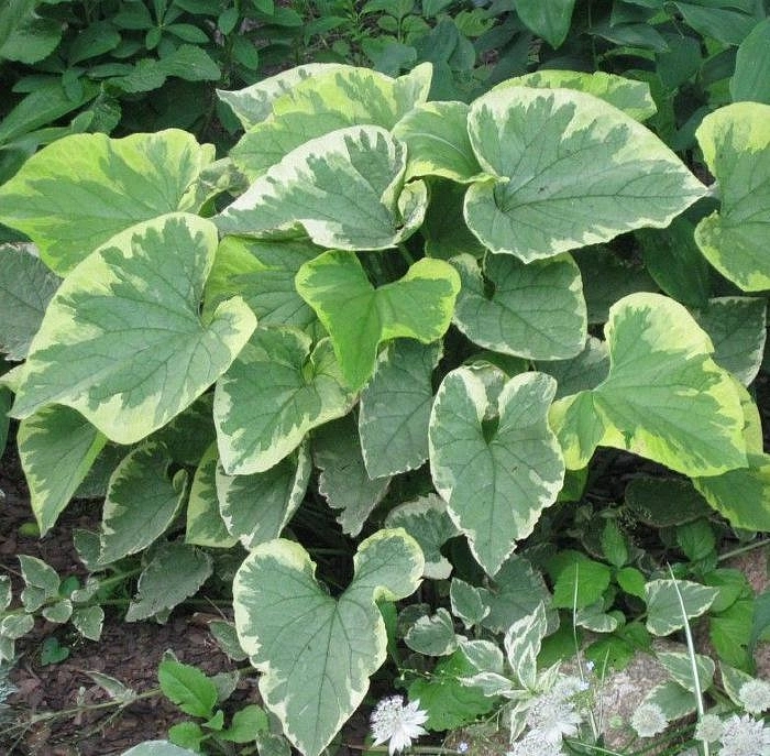 Бруннера крупнолистная 'Хадспен Крим'