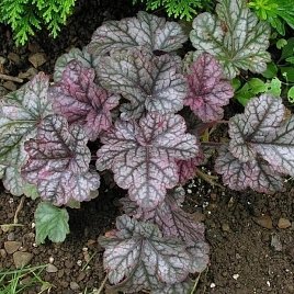 Циннабар Сильвер