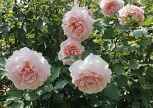 Роза 'Роберто Капуччи' (чайно-гибридная) (нежно-розовый)