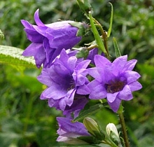 Колокольчик крапиволистный 'Бернис'