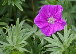 Герань кроваво-красная 'Визион Виолетт'