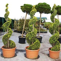 Туя западная 'Еллоу Риббон' спираль