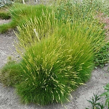 Овсяница метельчатая 'Готье'