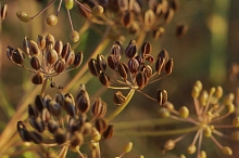 Семена Зира (Кумин) Римский тмин